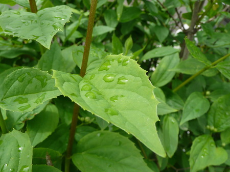 Green leaves with water drops after a spring rainの写真素材