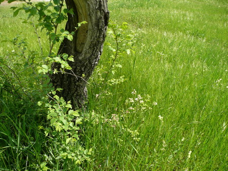 The trunk of the tree in the green grassの写真素材