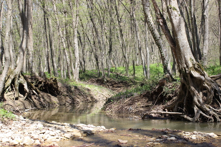Quiet stream in the woods in the springの写真素材
