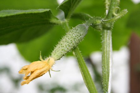Tiny cucumber ovary and yellow flower in the vegetable gardenの写真素材