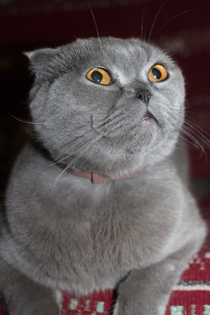 A british cat is smiling and looking upの写真素材