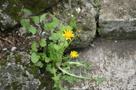 Dandelion grown through stones on a mountain pathの写真素材