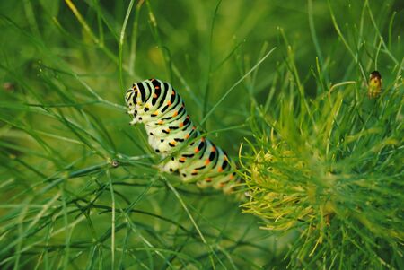 swallowtail caterpillarの写真素材