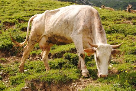 cow grazingの写真素材