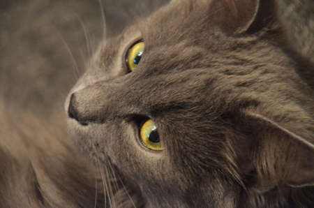 Photo of a gray cat
