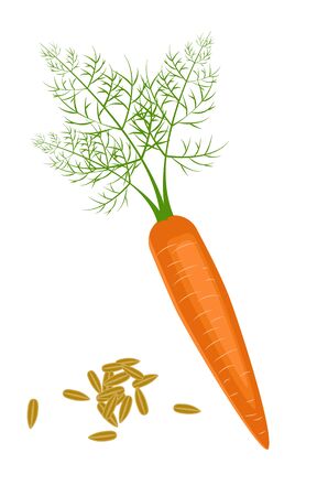 Carrot seeds and fresh juicy carrot isolated. Side view. Close up. vector illustration. For cosmetics, spa, health care, perfumery, cooking, aromatherapy, Herbal medicine, skin careのイラスト素材