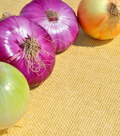 Red and golden onionの写真素材