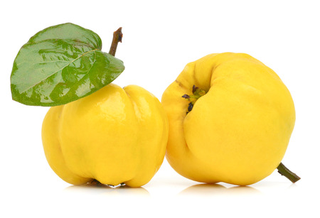 Ripe yellow quinces isolated on a white backgroundの写真素材