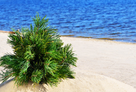 Christmas tree on the beach against blue oceanの写真素材