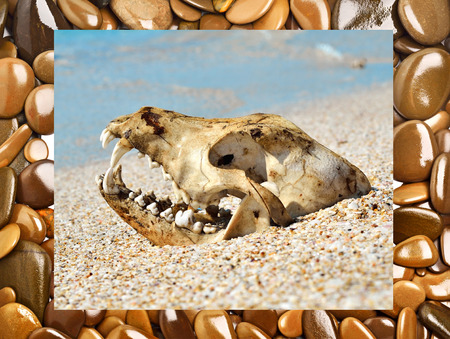 Dog skull on the beach against blue sky. Frame with stones. Collageの写真素材