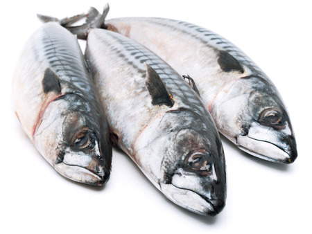 Fresh mackerel fishes isolated on whiteの写真素材