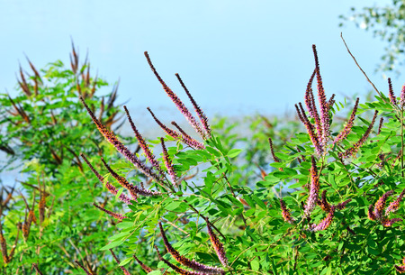 Violet acacia tree with leaves against blue skyの写真素材