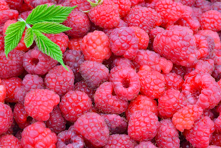 Fresh ripe raspberries with green leaves background