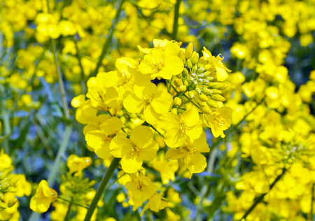 Rapeseed (Brassica napus). Field of bright yellow rapeseed in summer.の写真素材