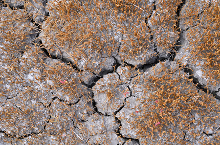 Cracked soil. Dry land without rain.