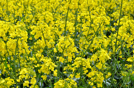 Rapeseed (Brassica napus). Field of bright yellow rapeseed in summer.の写真素材