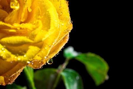 Yellow  rose with water drops on blackの写真素材