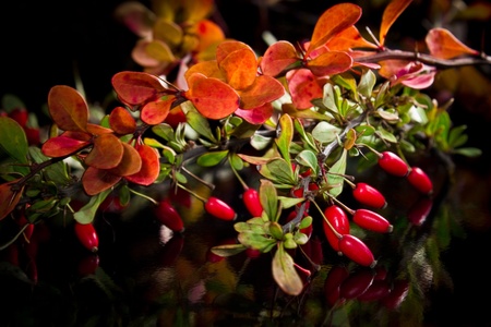 The branch of autumn barberry on blackの写真素材