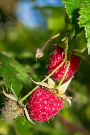 Fresh raspberry in the gardenの写真素材