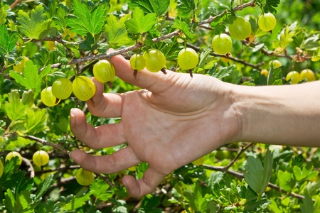 Green gooseberry on branchの写真素材