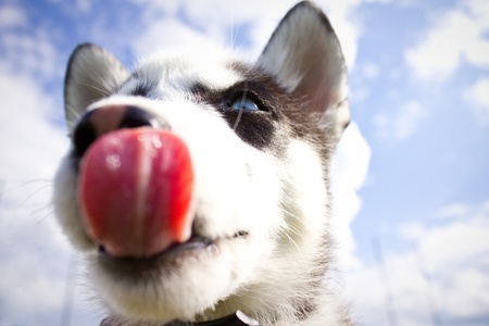Portrait of purebred husky puppy with blue eyes