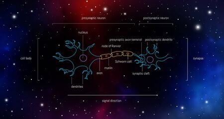 Neuron anatomy. Axons, dendrites, cell body, myelin and synaptic cleft. Neuroscience infographic on space background. Neurobiology scientific medical vector illustration.のイラスト素材