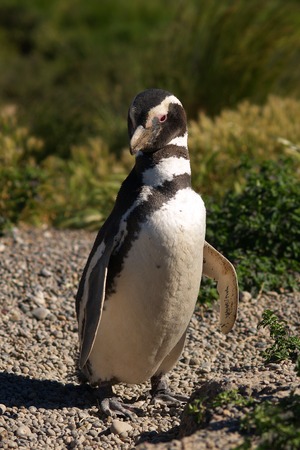 Pinguin in the natureの写真素材