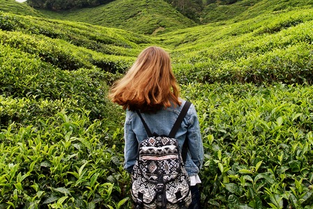 A blonde girl with small backpack walk around green tea plantationの写真素材