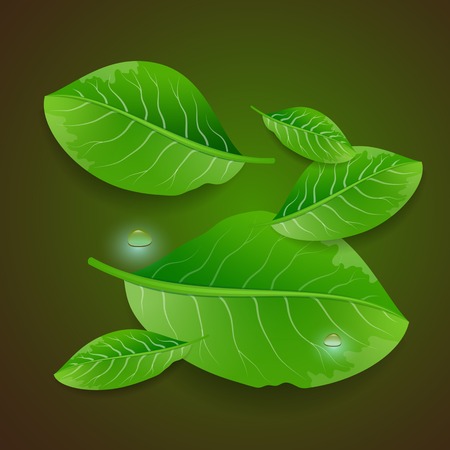Vector illustration with green leaves and water drop on brown background.のイラスト素材