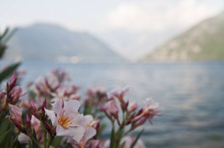 Oleander flower on blurred background. Bay of Kotor. Montenegro.の写真素材