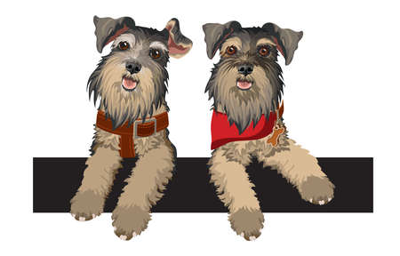 Two cute Schnauzer with Dog collar and red bandana. Vector.のイラスト素材