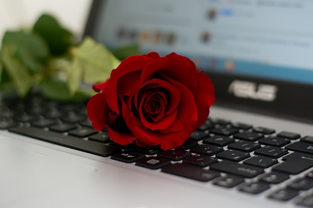 Roses on a laptopの写真素材