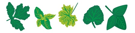 Leaves vector illustration. Digital set for your design.のイラスト素材