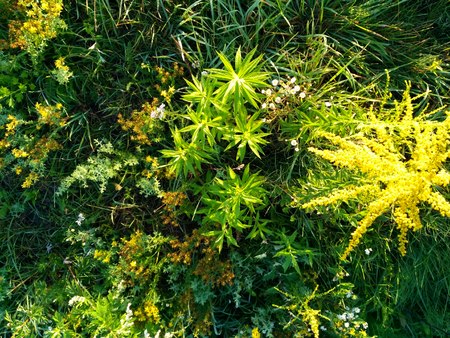 Plants, flowers and green grass. Outdoor landscape