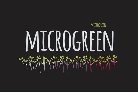 Microgreen logo for your design. Hand drawn illustrationのイラスト素材