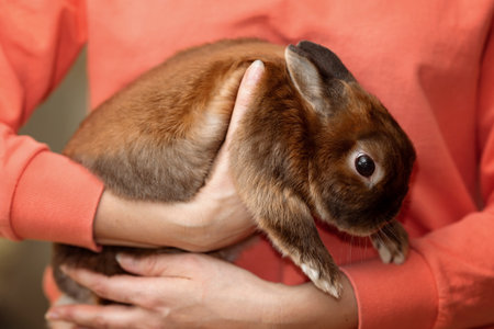 A woman holds a small decorative pet rabbit in her armsの写真素材
