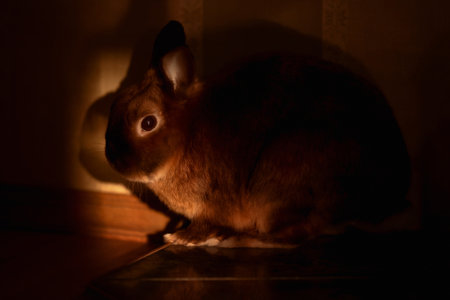 Pet rabbit close-up in sunlightの写真素材