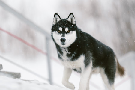 A large portrait of a husky in winter. The dog looks at the cameraの写真素材