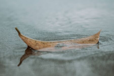 Leaf in waterの写真素材