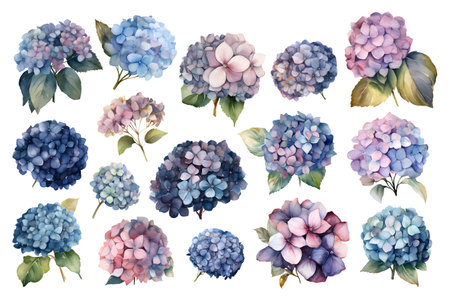 Hydrangea watercolor flowers. Isolated on white hortensia blossomの素材