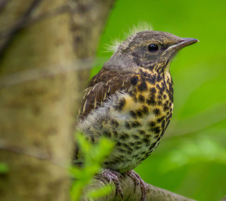 catbirdの写真素材