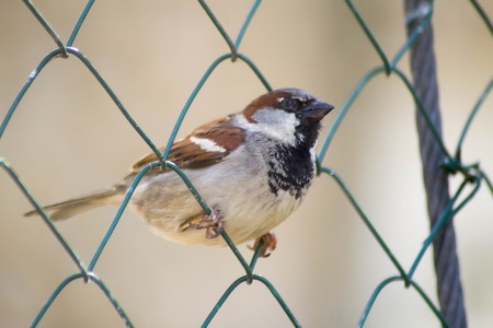 Sparrow sitting on the ground closeupの写真素材