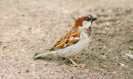 Sparrow sitting on the ground closeup