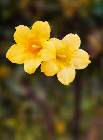 Two yellow flowers on dark blurred backgroundの写真素材
