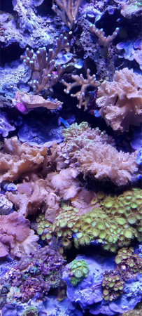 Vibrant image of colorful corals in a saltwater aquarium. A lively underwater scene featuring diverse textures, organic forms, and vivid hues, capturing the marine life in clear, illuminated waterの写真素材