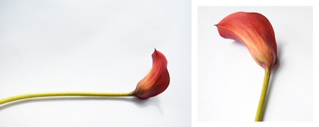 Red single calla  flower on a white backgroundの写真素材