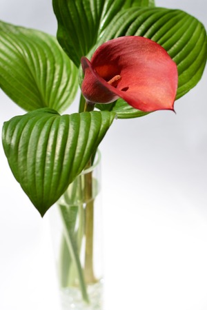 Red kalla with a green striped leafs in a glass vaseの写真素材