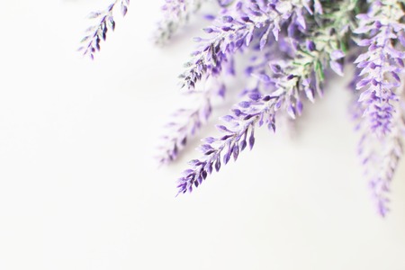 Lavender branch on a white background.の写真素材