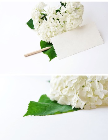Hydrangea flower on a white background with a space for text, zigzag paper and pencil