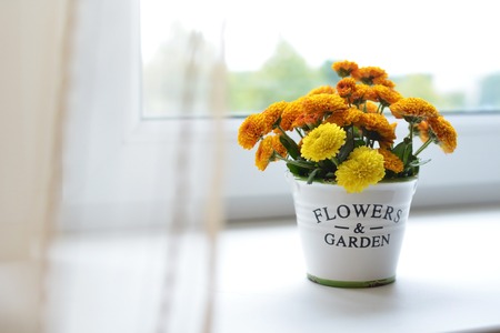 Orange chrysanthemum flowers in a ceramic pot on the window with the  curtainの写真素材